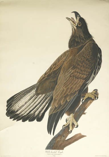 (BIRDS.) Audubon, John James. White-breasted Eagle. Plate CXXVI.